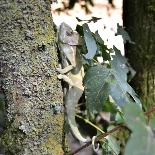 Caméléon grimpant le long d'un arbre.